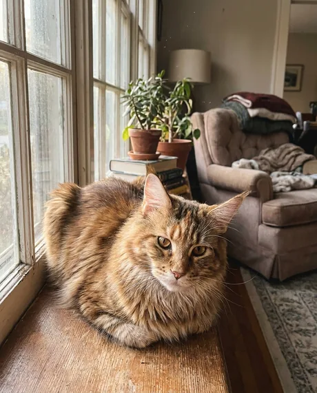 Katze Balu