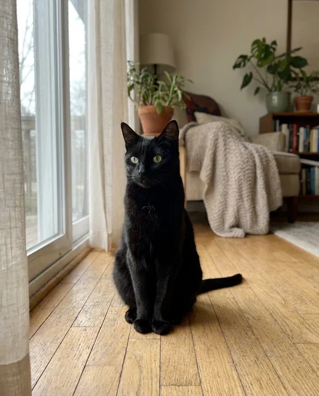 Katze Luna